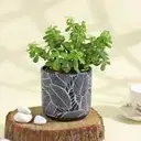 Flourishing Jade Plant in a Leaf Design Ceramic Planter – image 1