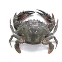 Fresho Blue Crab Whole Cut – image 1