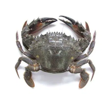 Fresho Blue Crab Whole Cut