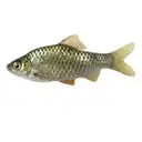 Fresho Kolkatta Saral Putti Fish – image 1