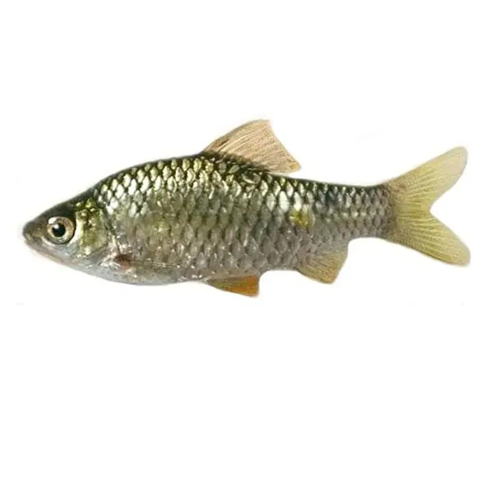 Fresho Kolkatta Saral Putti Fish