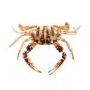 Fresho Red Crab Cut – image 1