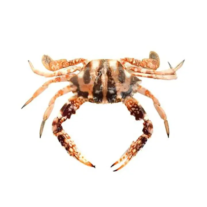 Fresho Red Crab Cut