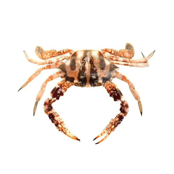 Fresho Red Crab Cut