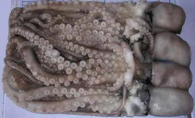 Frozen Octopus