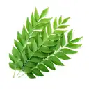 CURRY LEAF (vepila) – image 1