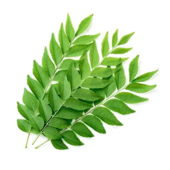 CURRY LEAF (vepila)