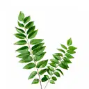 CURRY LEAF (vepila) – image 2