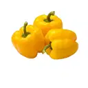 CAPSICUM  – image 2