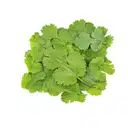 CORIANDER LEAF ( malli ela) – image 1
