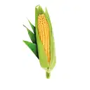 CORN – image 3