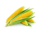 CORN – image 2