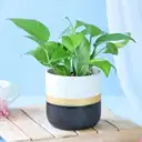 Golden Aura Money Plant – image 1