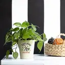 Keep Going Philodendron Brasil Plant – image 1