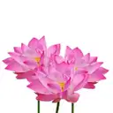 Lotus – image 1