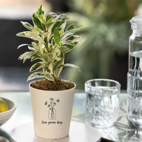 Love Grows Deep Ficus Prestige