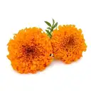 Mari Gold Flower Orange – image 1