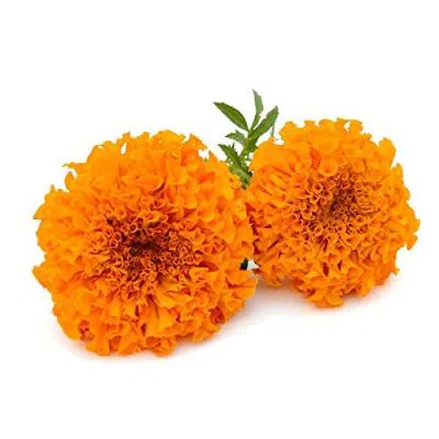 Mari Gold Flower Orange