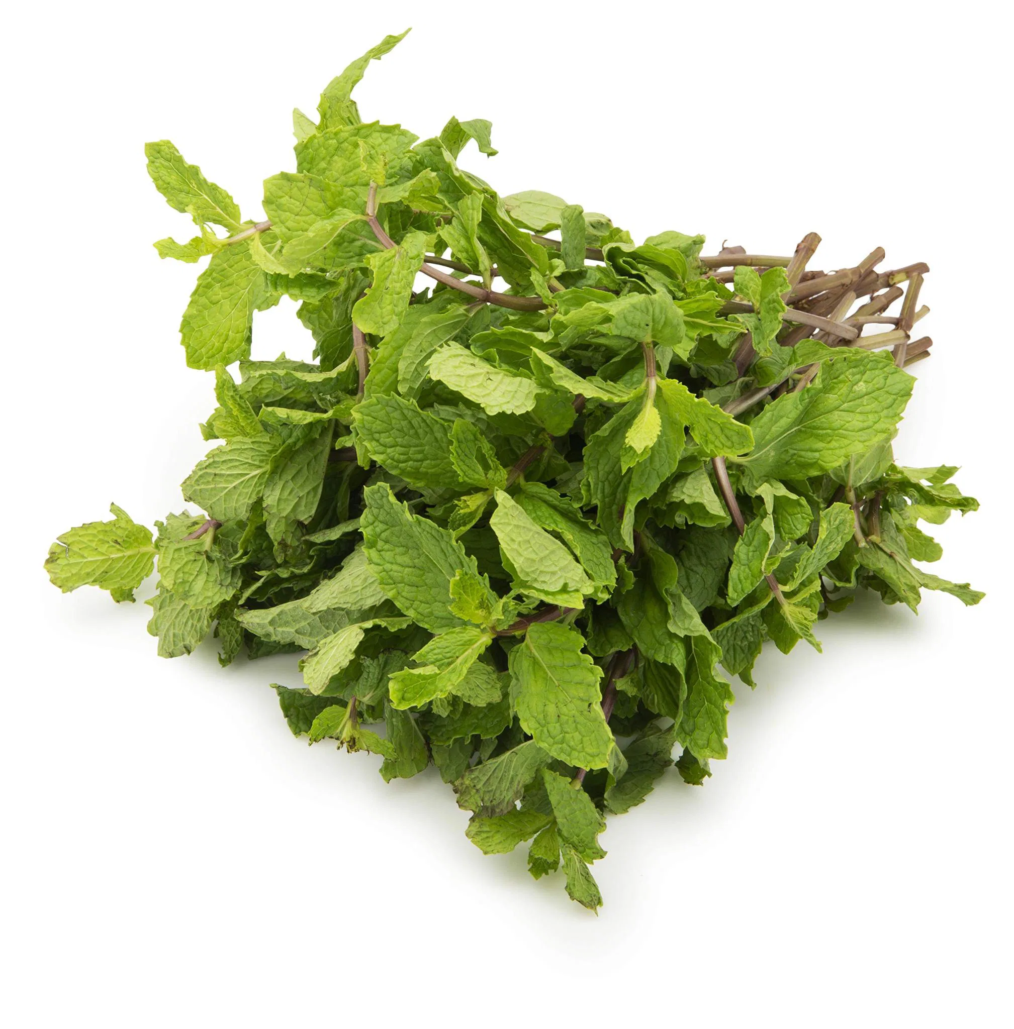 Mint Organically Grown