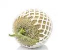 Muskmelon Netted Small – image 1