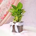 Money Plant In Square Glass Vase – image 1