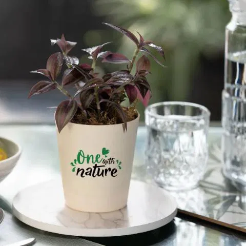 One with Nature Wandering Jew Plant