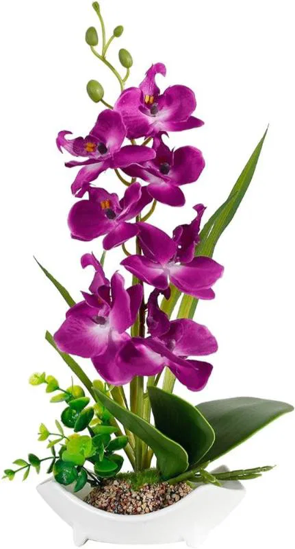 Purple Orchids