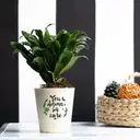 Self care Dracaena Compacta Plant – image 1