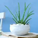 Soothing Aloe Vera Plant – image 1