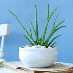Soothing Aloe Vera Plant