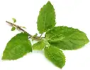 Tulsi Leaves – image 1