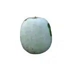 ASH GOURD – image 1