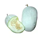 ASH GOURD – image 2