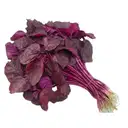 Red Amaranth (Lal Chaulai / Chuvanna Cheera) – image 3