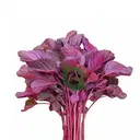 Red Amaranth (Lal Chaulai / Chuvanna Cheera) – image 4