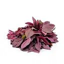 Red Amaranth (Lal Chaulai / Chuvanna Cheera) – image 1