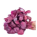 Red Amaranth (Lal Chaulai / Chuvanna Cheera) – image 2