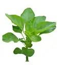 Green Amaranth ( pacha cheera ) – image 3