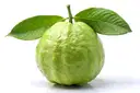 Guava – image 1
