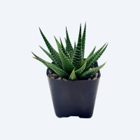 Customized plant