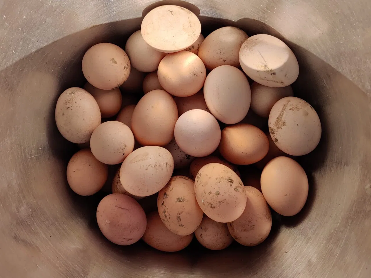 Local Chicken Eggs 