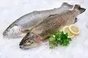 Trout, Rainbow Trout – image 1