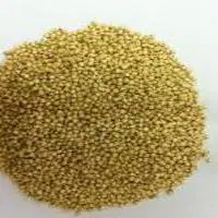 YELLOW JOWAR (JONNALU)