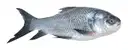 Catla Fish Large – image 1