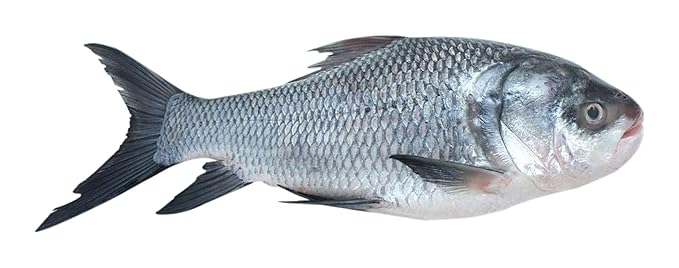 Catla Fish Large