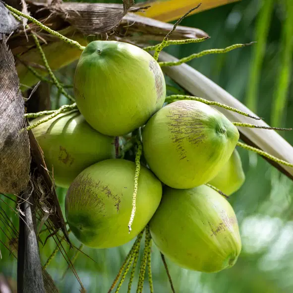Coconut Green Water 1 Pcs