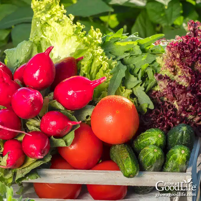 Fruits & Veggies